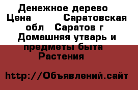 Денежное дерево › Цена ­ 300 - Саратовская обл., Саратов г. Домашняя утварь и предметы быта » Растения   